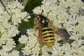 Dolichovespula sylvestris